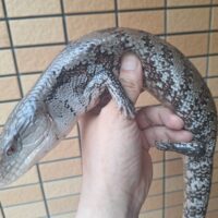 メラウケアオジタトカゲ（約55cm）多分メス