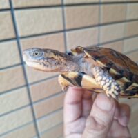 トウブハコガメ（甲長約8,5cm）