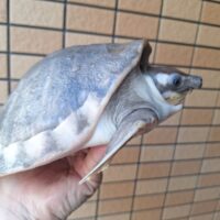 スッポンモドキ（甲長約20cm）