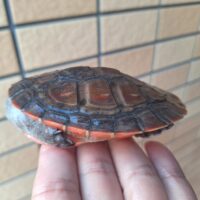 ニシキマゲクビガメ（甲長約9,5cm）