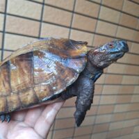 ムオヒラセガメ（甲長約17、18cm）ペア