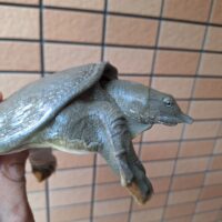 ニホンスッポン（甲長約13cm）