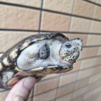 ペンシルバニアドロガメ（甲長約10cm）WCオス