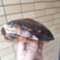 ホオアカドロガメ（甲長約12cm）メス