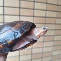 ホオアカドロガメ（甲長約12cm）メス