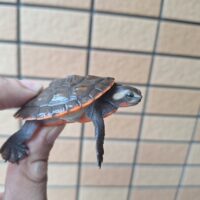 ニシキマゲクビガメ（甲長約6cm )