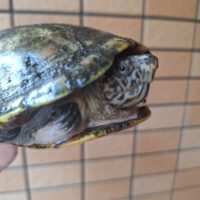 サラドロガメ（甲長約14,5cm）サウザンフォーム（南部個体群）WCオス