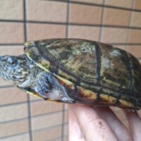 サラドロガメ（甲長約14,5cm）サウザンフォーム（南部個体群）WCオス