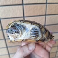 アダンソンハコヨコクビガメ（甲長約11、11,5cm）ペア