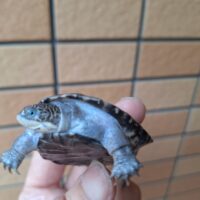 トゥルカナハコヨコクビガメ（甲長約6,5cm）CB