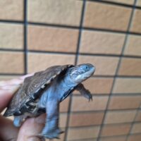 トゥルカナハコヨコクビガメ（甲長約6,5cm）CB