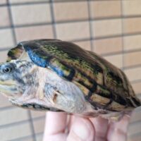 スジクビヒメニオイガメ（甲長約10,5cm）(ブラックウォリアー)CBメス 尾切れ