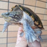 スジクビヒメニオイガメ（甲長約10,5cm）CBメス（産卵経験あり）