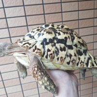 ヒョウモンリクガメ（甲長約28cm）