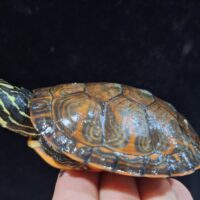 アラバマアカハラガメ（甲長約8,5cm）