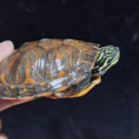 アラバマアカハラガメ（甲長約8,5cm）