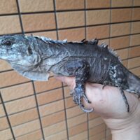 ベイカートゲオイグアナ（約60cm）オス