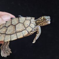 ワモンチズガメ（多甲板）甲長約７ｃｍ　オス