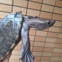 メキシコカワガメ（甲長約20cm）