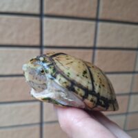 オオアタマヒメニオイガメ（甲長約7,5cm）オス