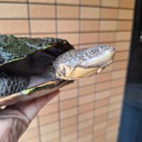 コシヒロカエルガメ（甲長約22cm）メス