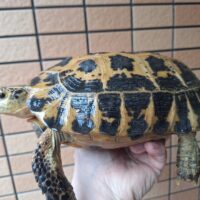 セレベスリクガメ（甲長約15、12,5cm）ペア