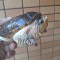 ハラガケガメ（甲長約10,5cm）WC メス