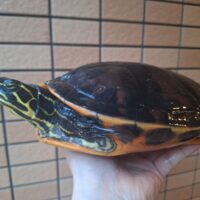 フロリダレッドベリー（甲長約22cm）オス