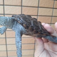 テキサスダイヤモンドバックテラピン（甲長約10,5cm）オス