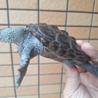 テキサスダイヤモンドバックテラピン（甲長約10,5cm）オス