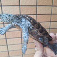 オルナータダイヤモンドバックテラピン（甲長約11,5cm）オス　特価