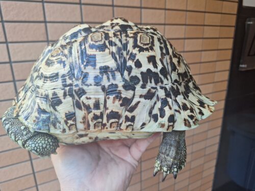 バブコックヒョウモンリクガメ（甲長約27cm）メス - 画像 (5)