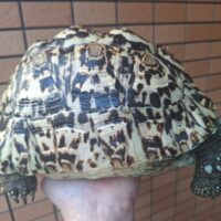 バブコックヒョウモンリクガメ（甲長約27cm）メス