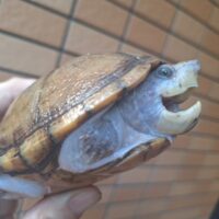 オオアタマヒメニオイガメ×カブトニオイガメ（甲長約11,5cm）メス