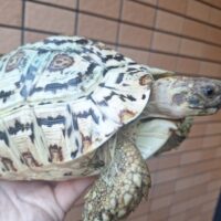 ナミビアヒョウモンリクガメ（ハイホワイト）甲長約21cm