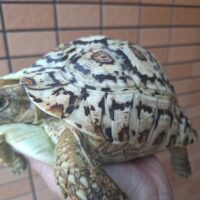 ナミビアヒョウモンリクガメ（ハイホワイト）甲長約21cm