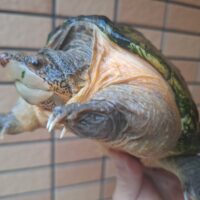 サルヴィンオオニオイガメ（甲長約16cm）メス