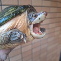 サルヴィンオオニオイガメ（甲長約16cm）メス