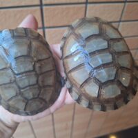 アフリカヌマヨコクビガメ（甲長約9,5～10,5cm）ペア