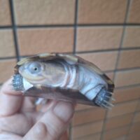 アフリカヌマヨコクビガメ（甲長約9,5～10,5cm）ペア