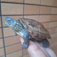 クサガメ（het虎紋）甲長約7,5～8cm　ペア