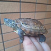 クサガメ（het虎紋）甲長約7,5～8cm　ペア