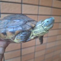 クサガメ（パステルhet虎紋hetT＋アルビノ）甲長約9,5cm　オス