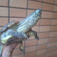 クサガメ（パステルhet虎紋hetT＋アルビノ）甲長約9,5cm　オス