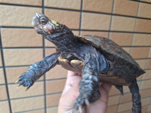 オアハカルビダヤマガメ（甲長約13,5cm）オス - 画像 (8)