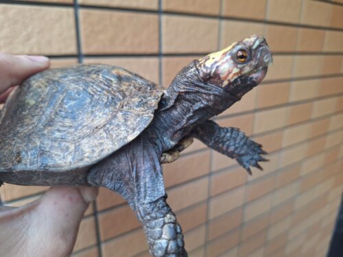 オアハカルビダヤマガメ（甲長約13,5cm）オス