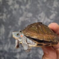 ベニマワリセタカガメ（甲長約６cm）