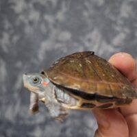 ベニマワリセタカガメ（甲長約６cm）