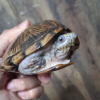 カブトニオイガメ（甲長約11cm）CBメス