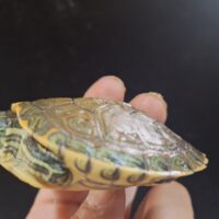 チュウベイクジャクガメ（甲長約7cm）